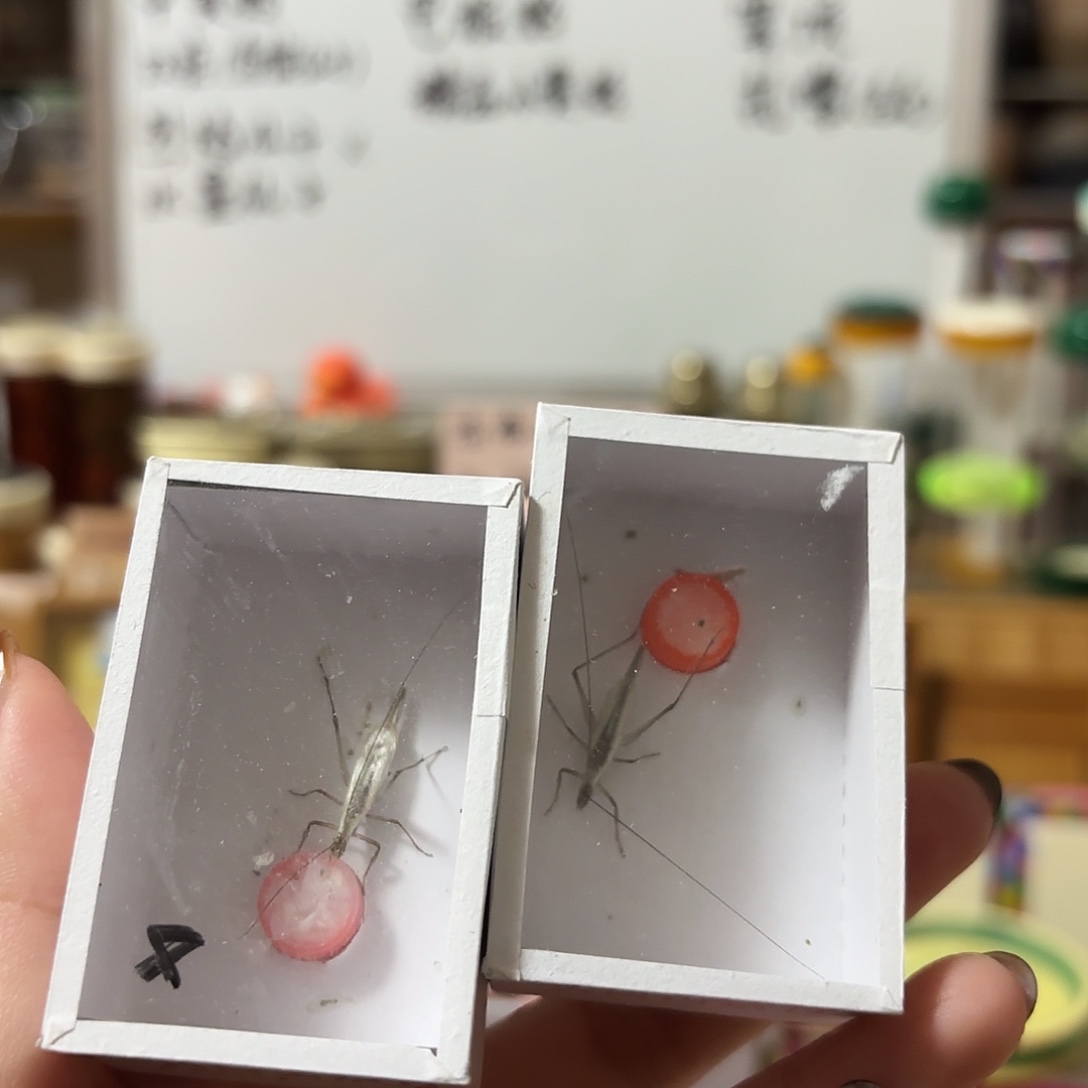 断须紫竹两条 不包断须尾
