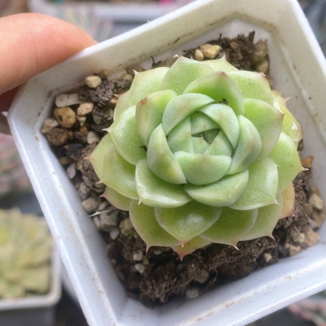 158麦杆锦锦锦锦