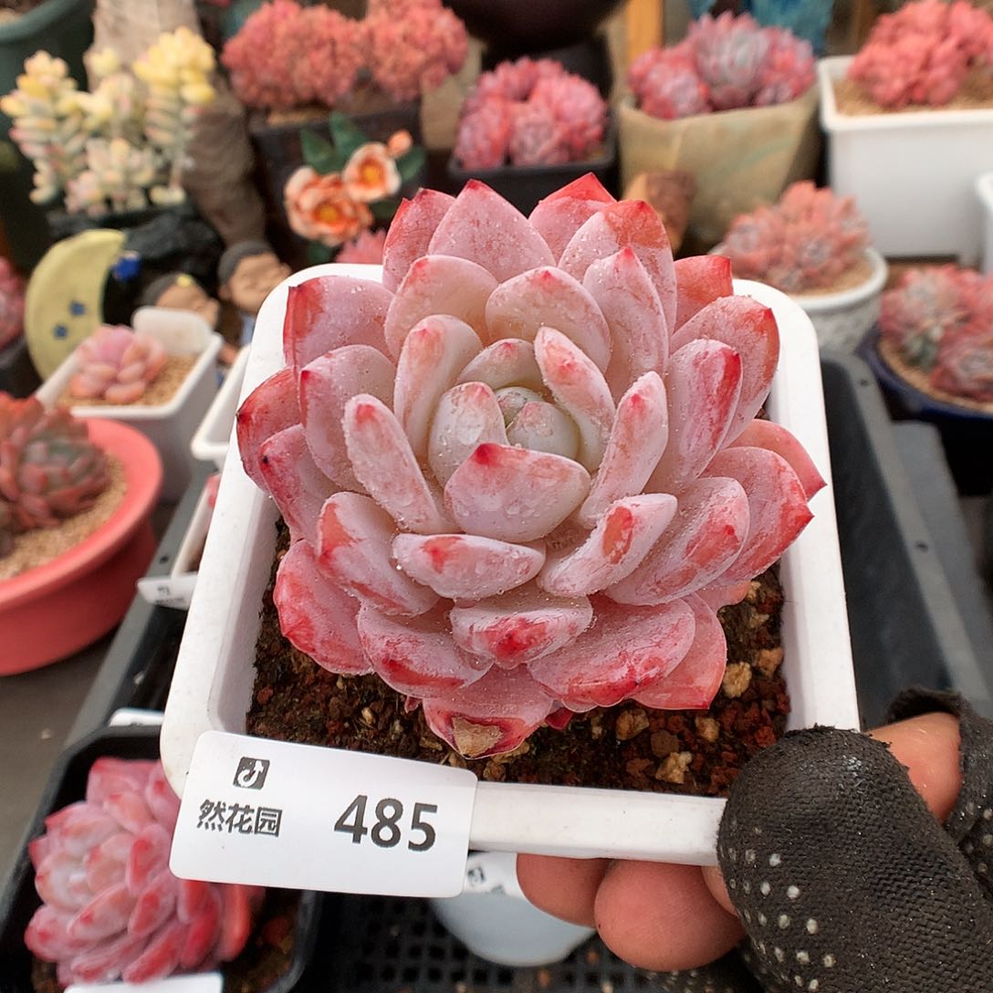 485仙女橙多肉植物6663
