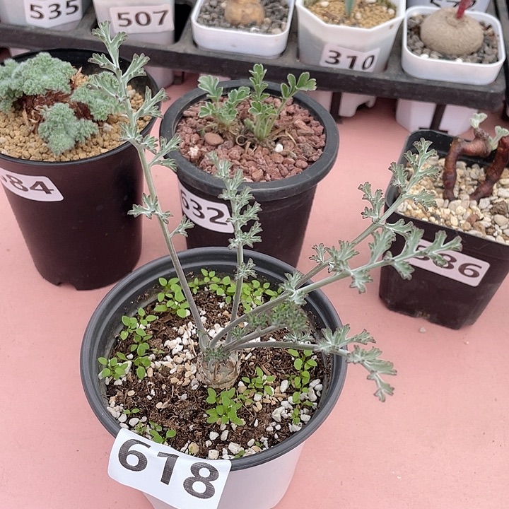 618沉香鹿茸杨葵，