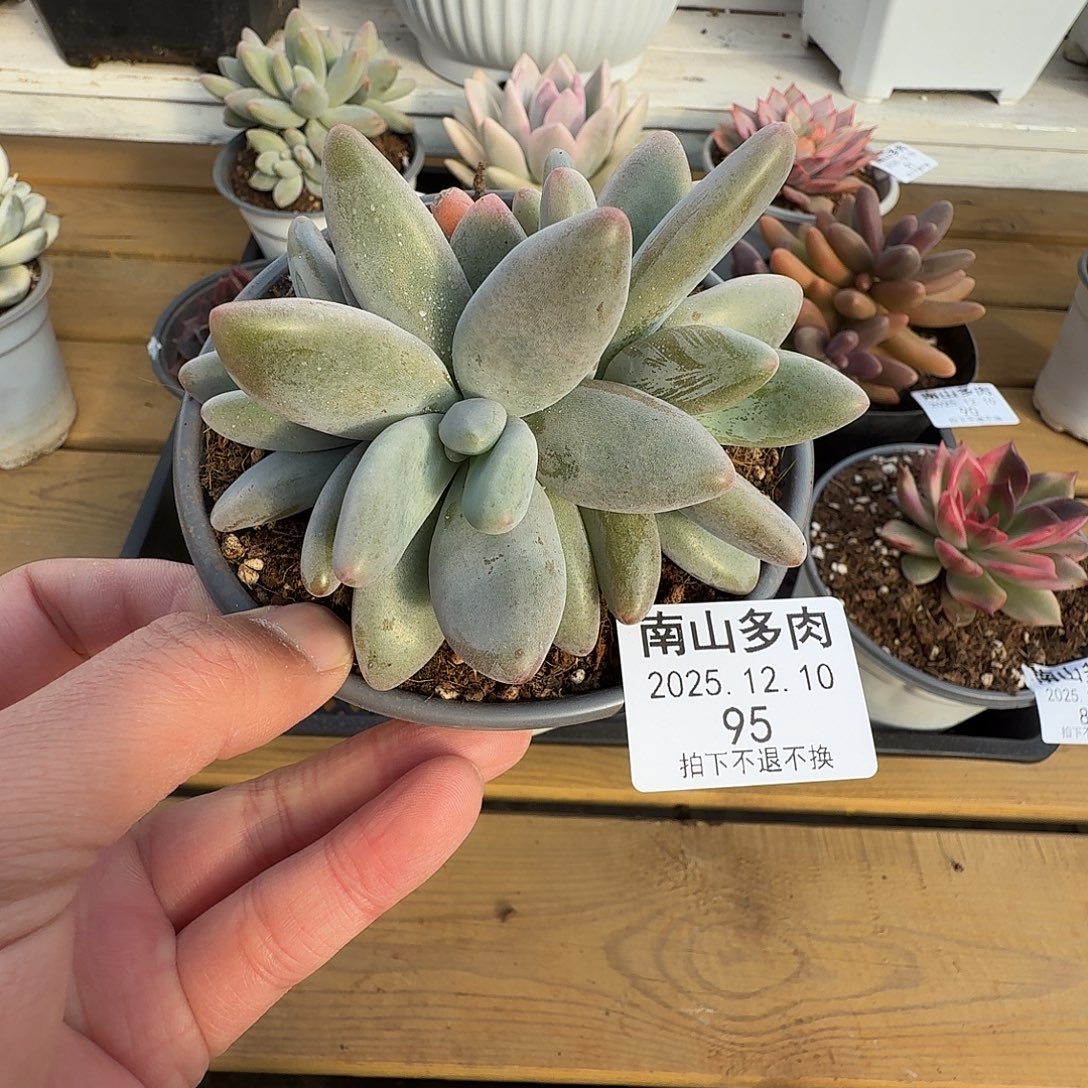 四头企鹅1111210-95