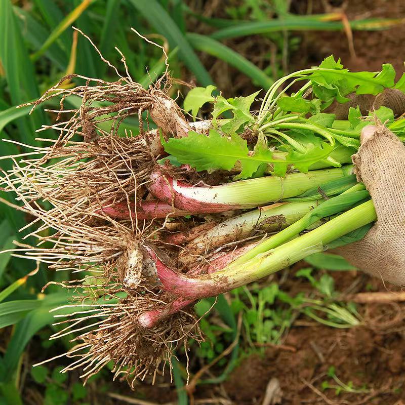 盐城大丰裕华新鲜红根蒜苗