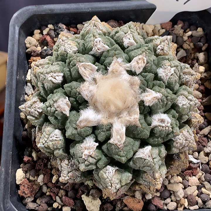 374老家龟甲牡丹888888