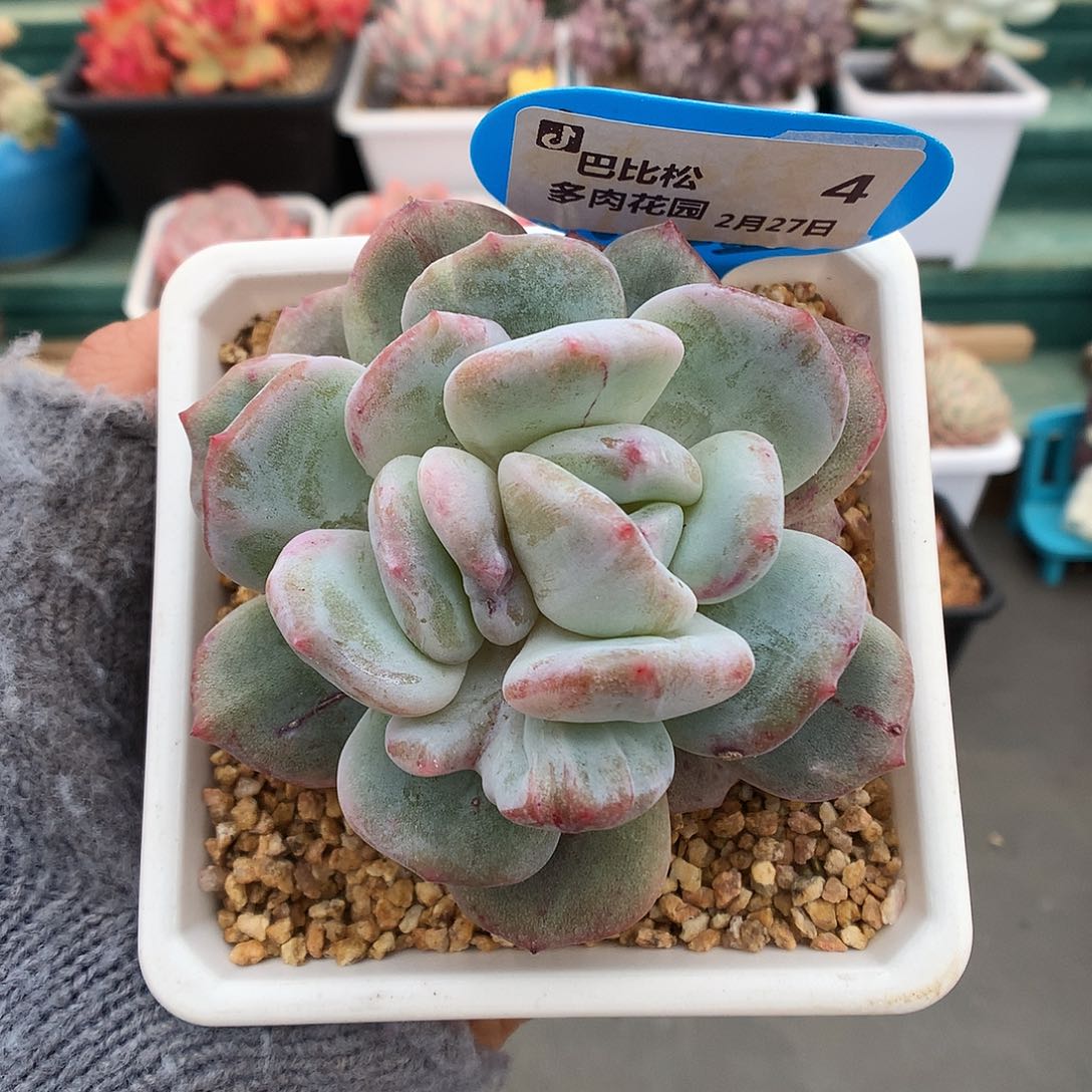 4梦露石化多肉植物