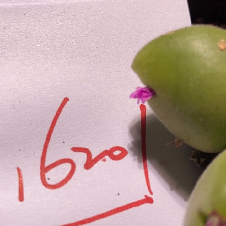 16201一个一个一个