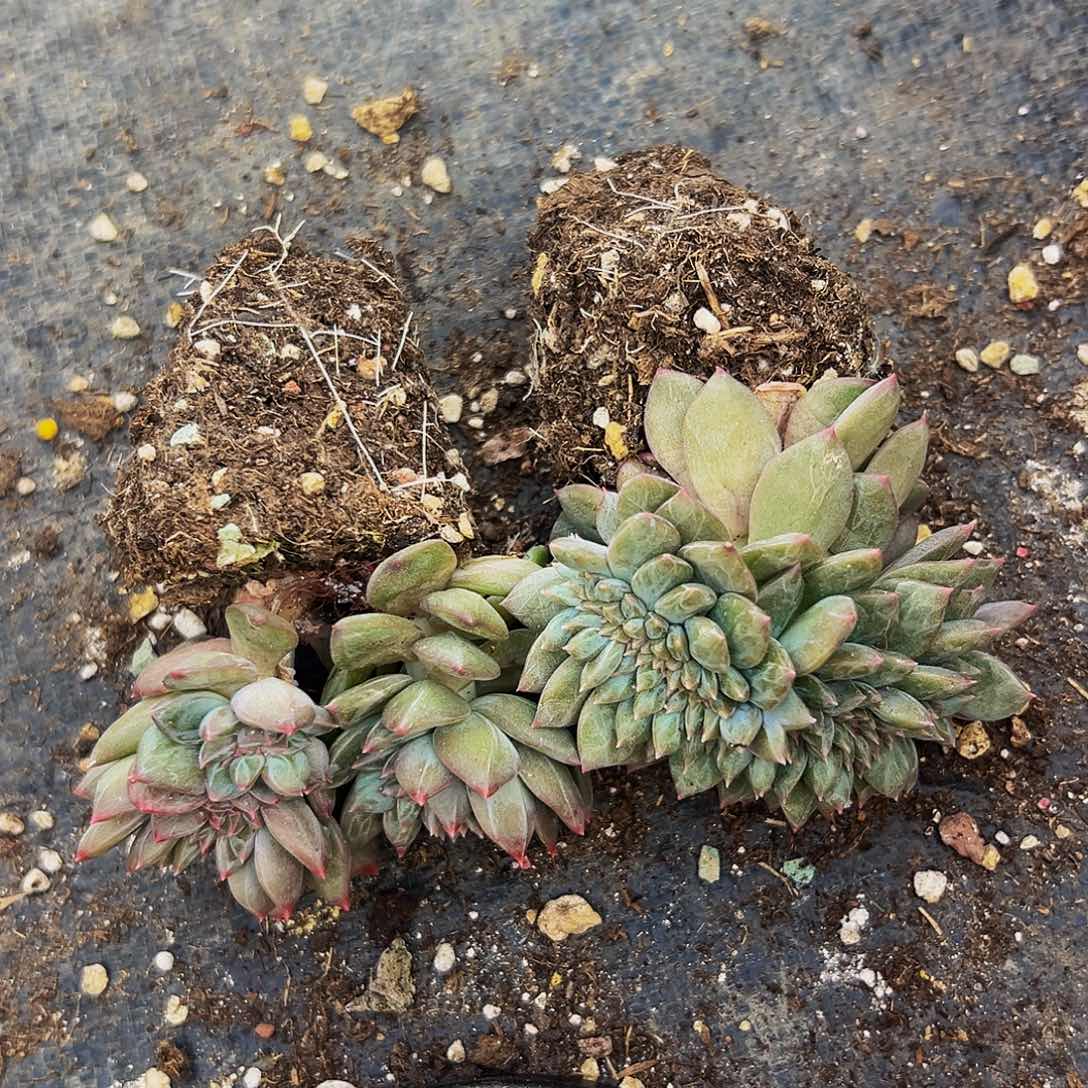 桔云多肉美人精品系列