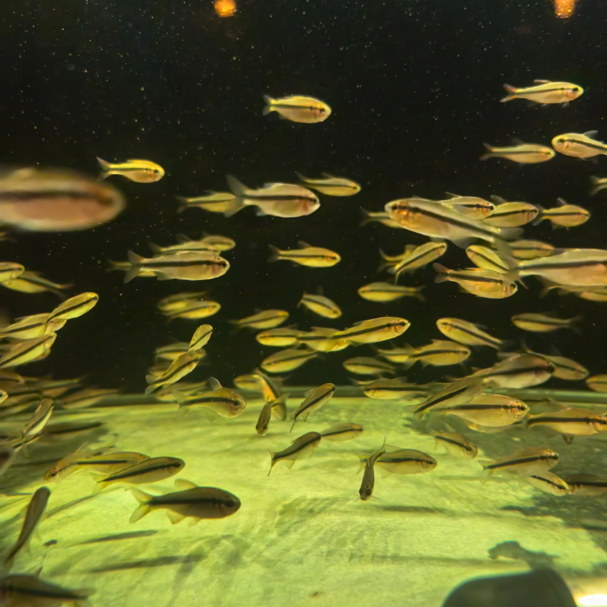 众鑫水族 皇室青魔鬼鱼 灯科鱼