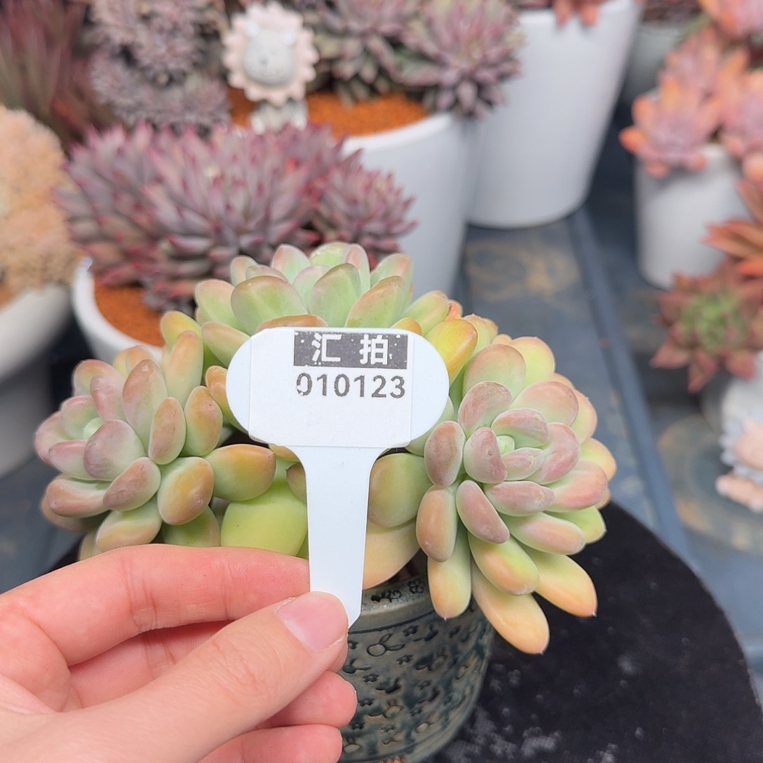 精品多肉植物010123