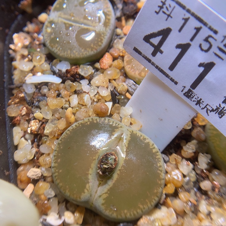 精品生石花115.411