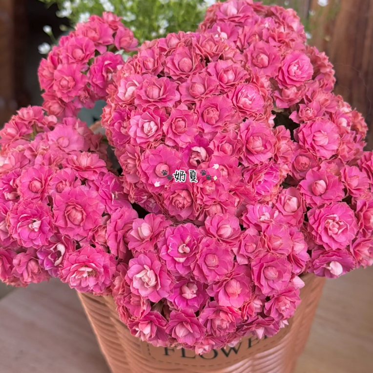 昊景长寿（楼兰）100室内盆栽