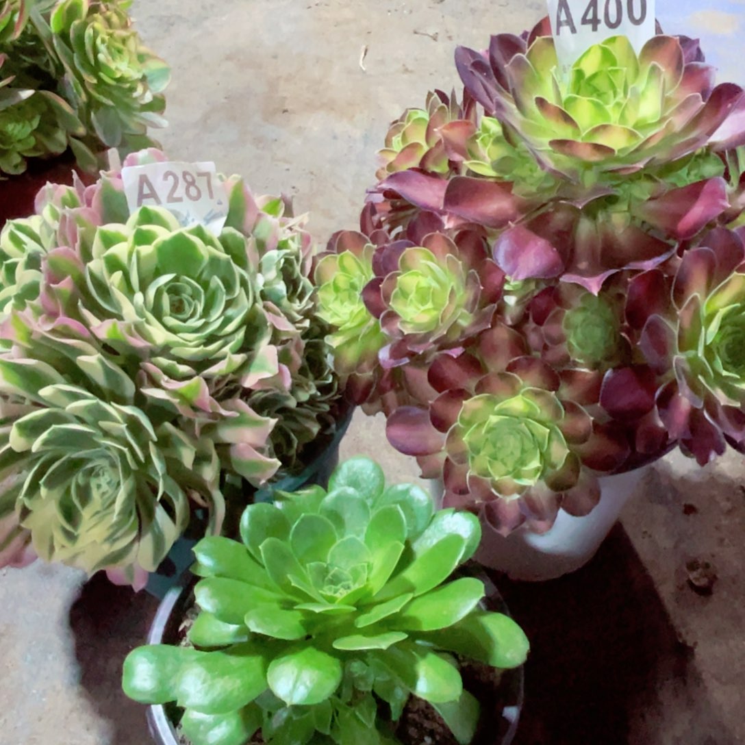 少华408雨花石287送绿玫瑰