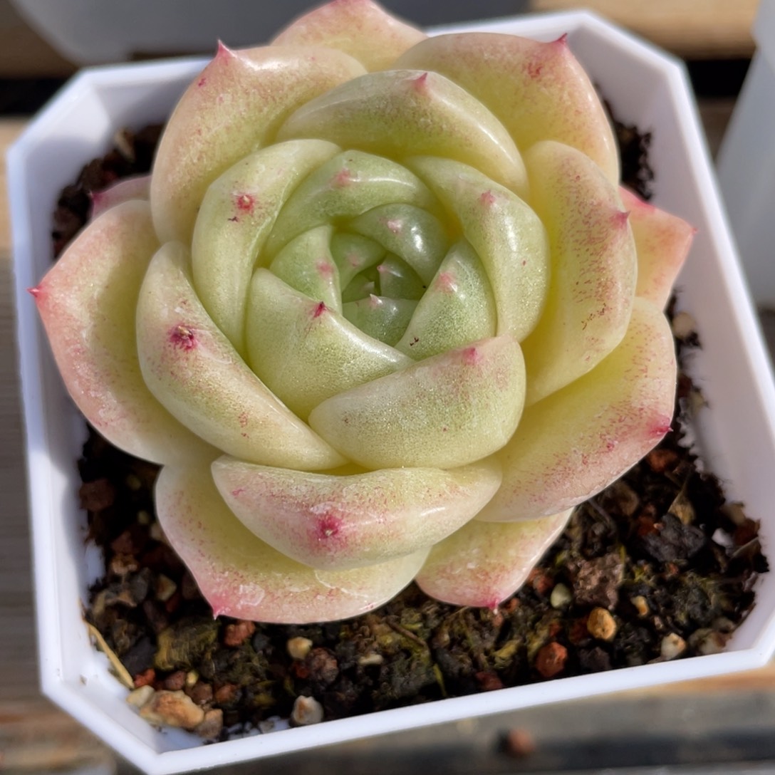 优选麦杆多肉福利1911