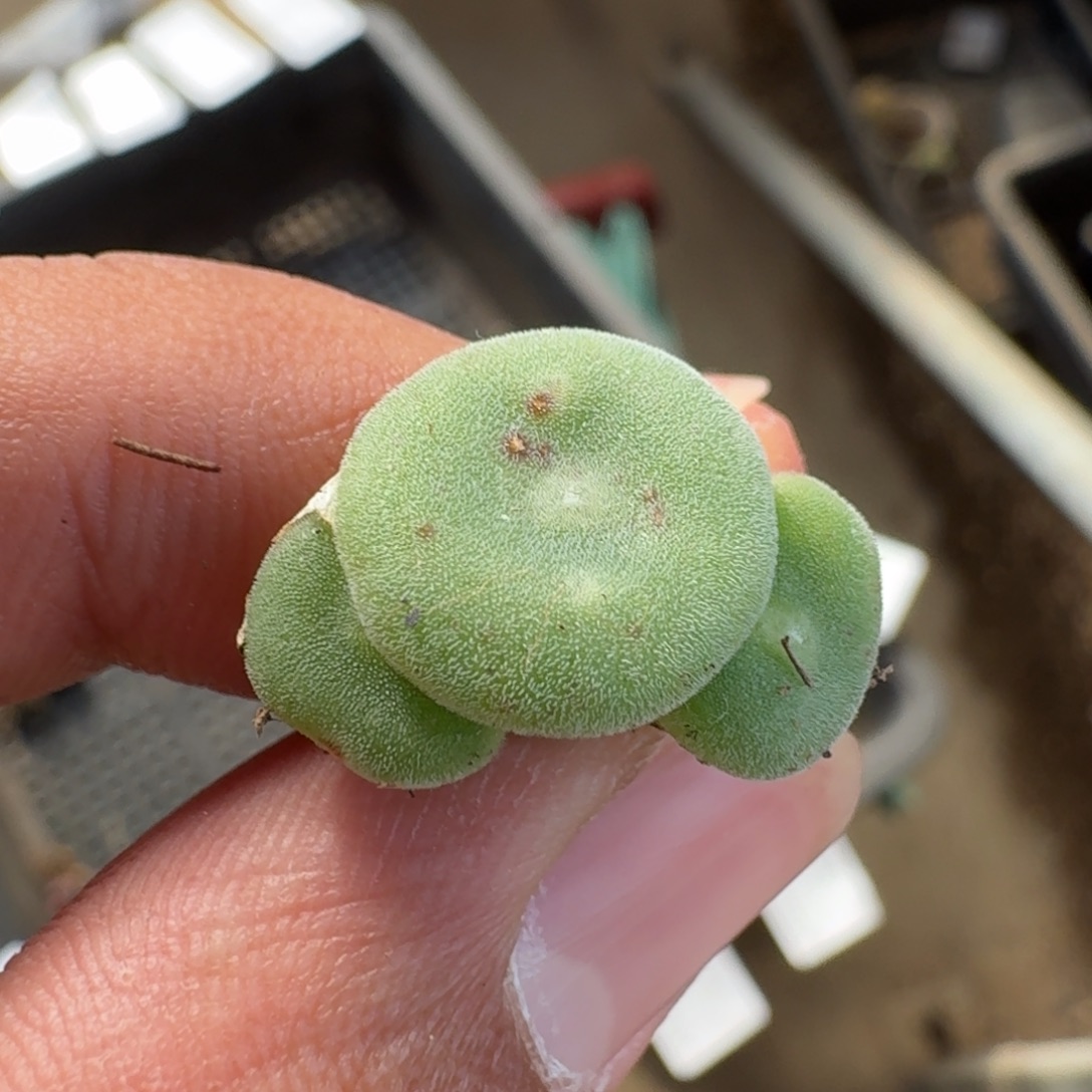 西****云缦精品番杏6.17