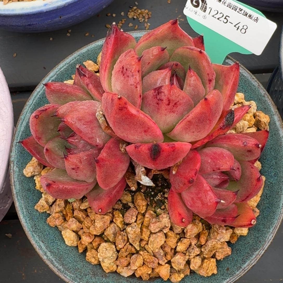 从前慢多肉精选编号1225.48