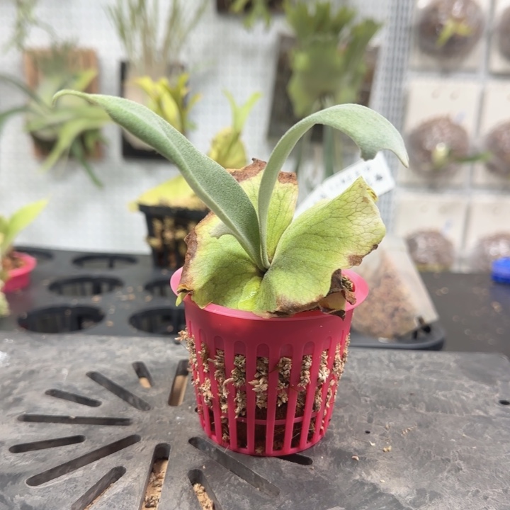 卷卷爪哇鹿角蕨哦