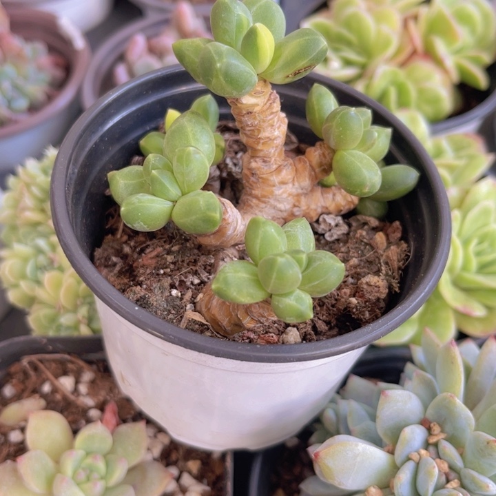 千代锦多肉植物383