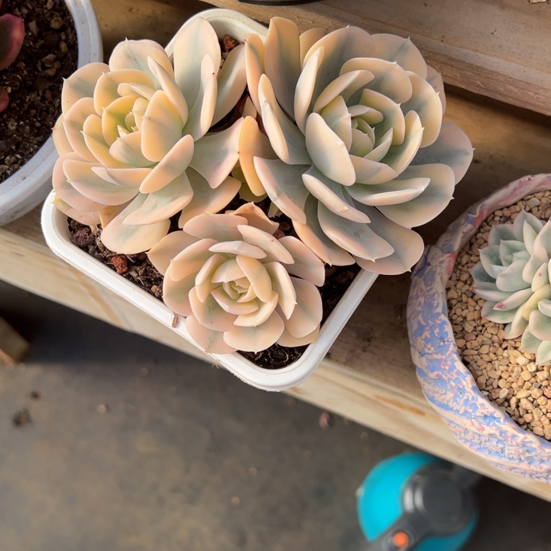 鲁氏石莲锦 夏鸣园艺