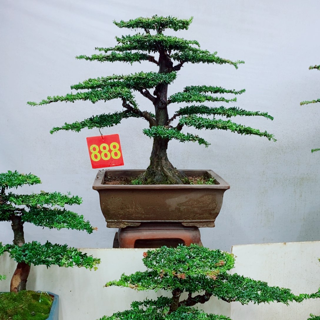 完全开放罗汉松盆景