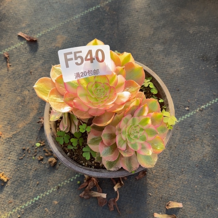 瑞妈多肉，540万白