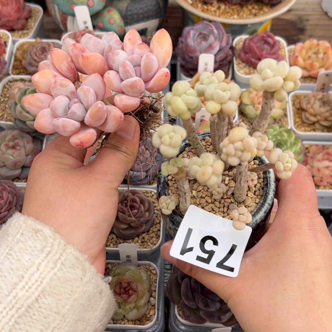 往**风751 多肉植物组合盆栽