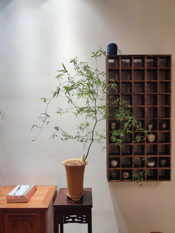 【喜竹园】精品小叶簕竹盆景动态价格调整（低价）
