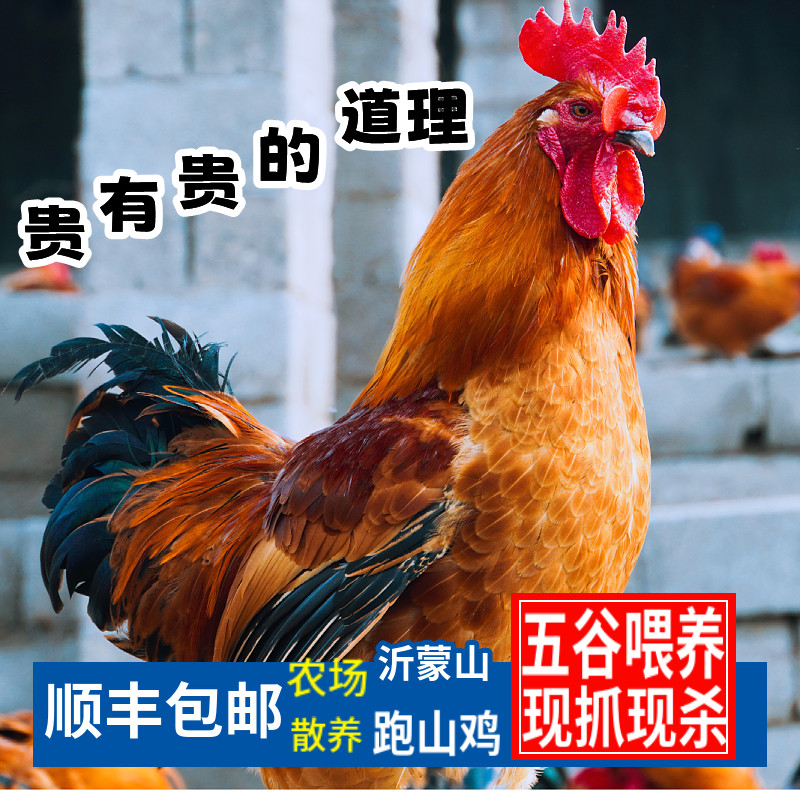 高山生态散养跑山鸡大红公鸡溜达鸡土鸡小笨鸡沂蒙山农家散养顺丰