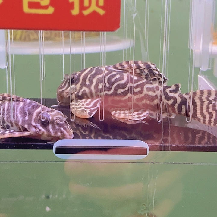 海水鱼帝王迷宫对鱼2号