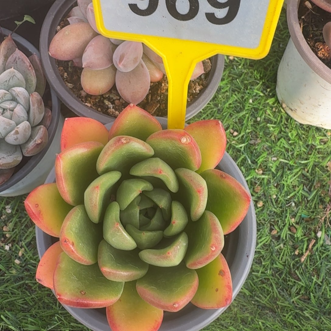 多肉植物漂亮单头969