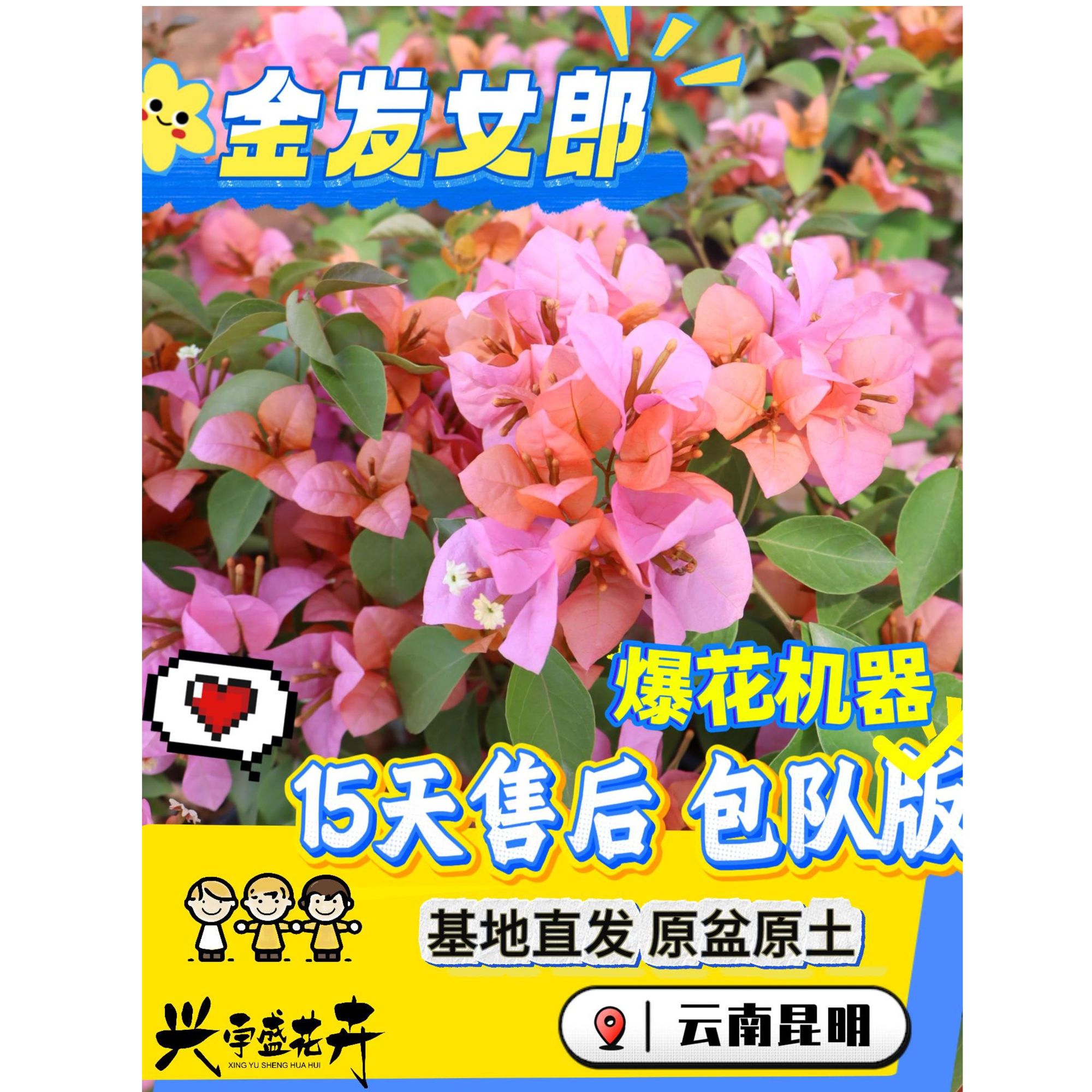 【金发女郎0.5】室内外勤花耐活渐变带盆三角梅