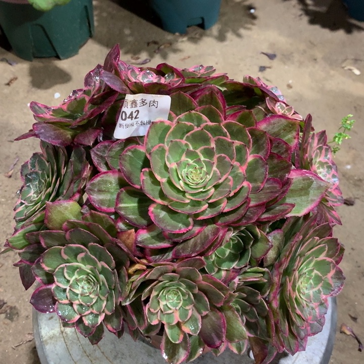 042莲花座多肉植物