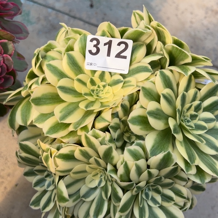 312碧玉20厘米左右