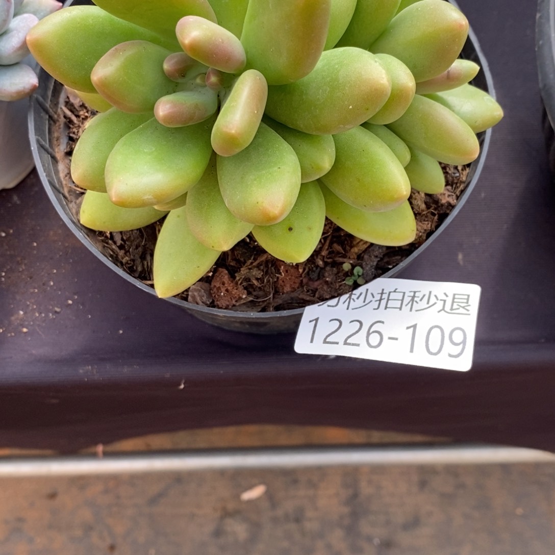 ＞秒拍秒退 1226-109芒果奶