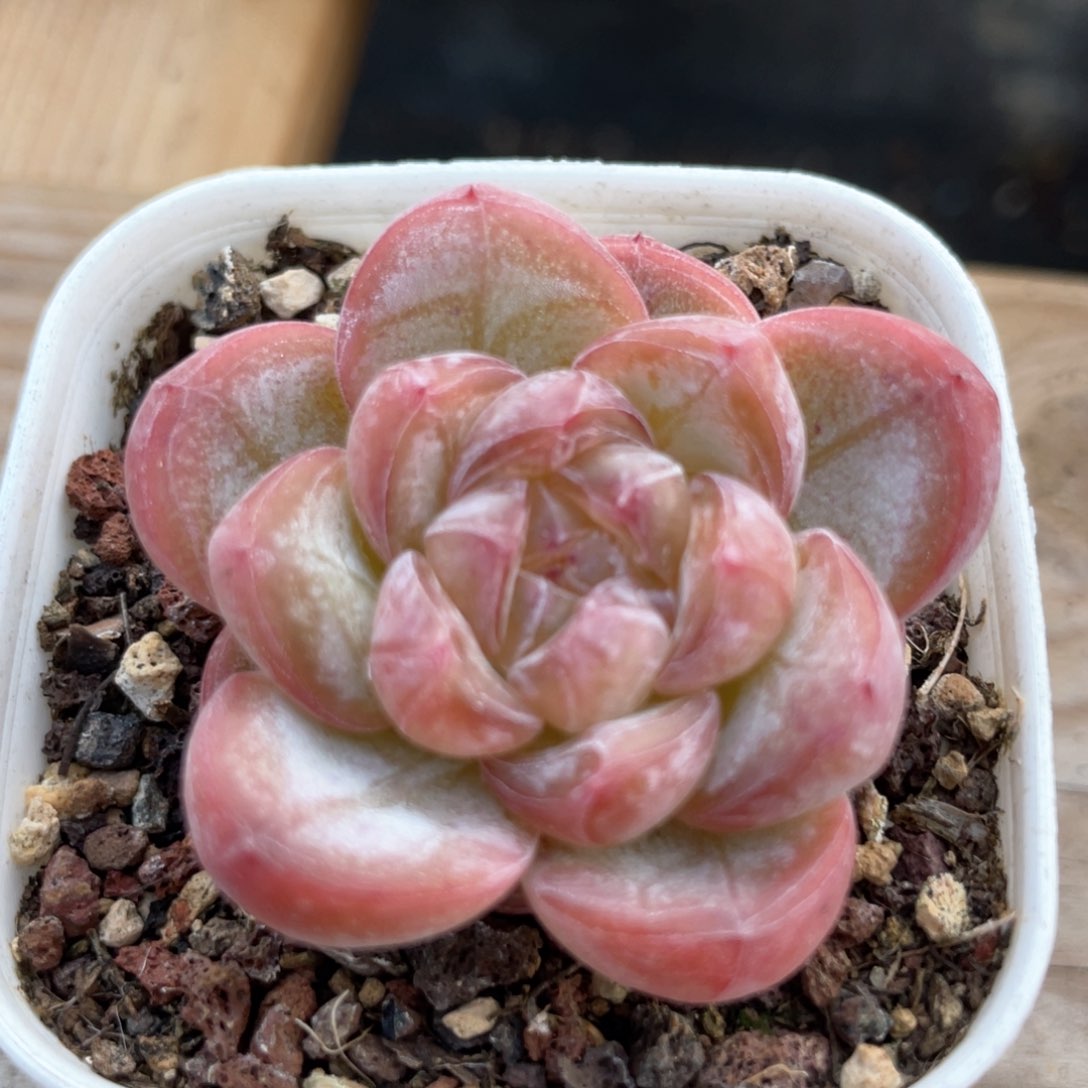 优选星星珍妮1116