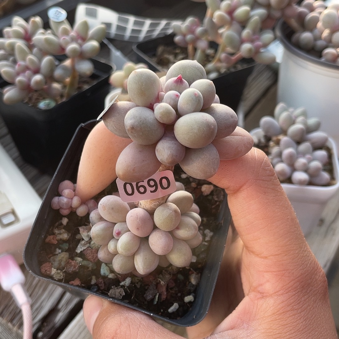 仙子奶酪多肉植物