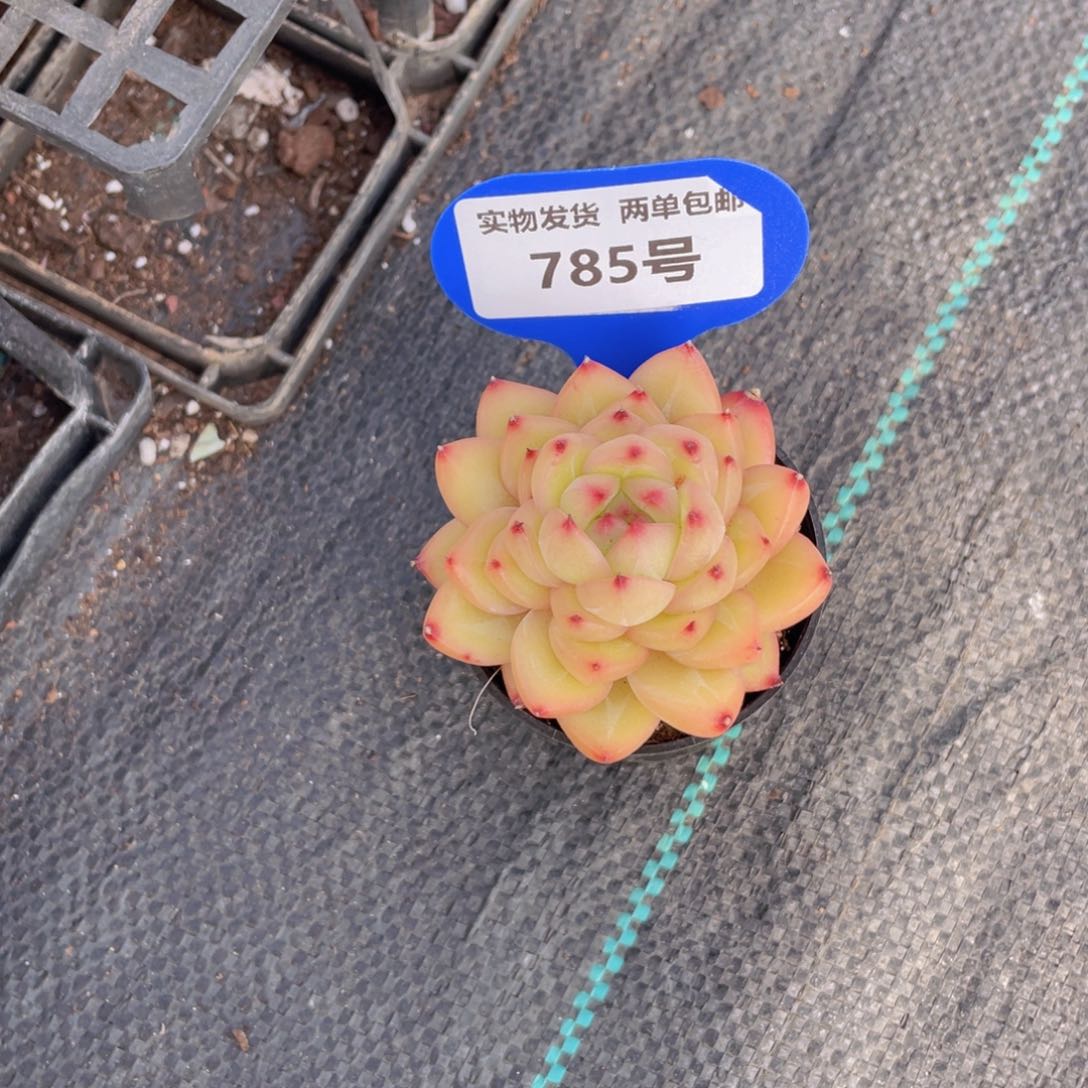 785号 精品海洋之心