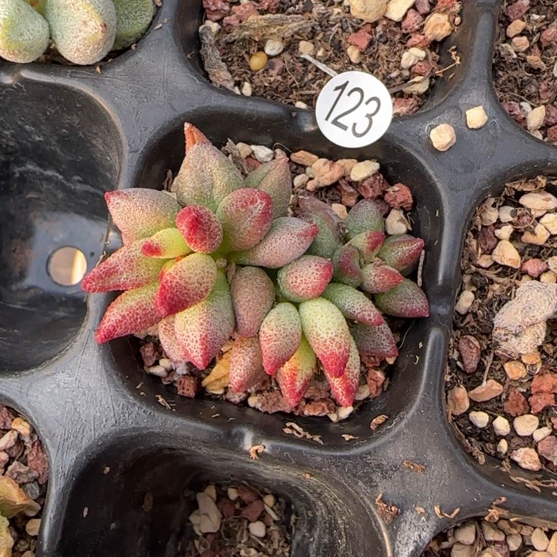 红银卵水泡多肉植物123