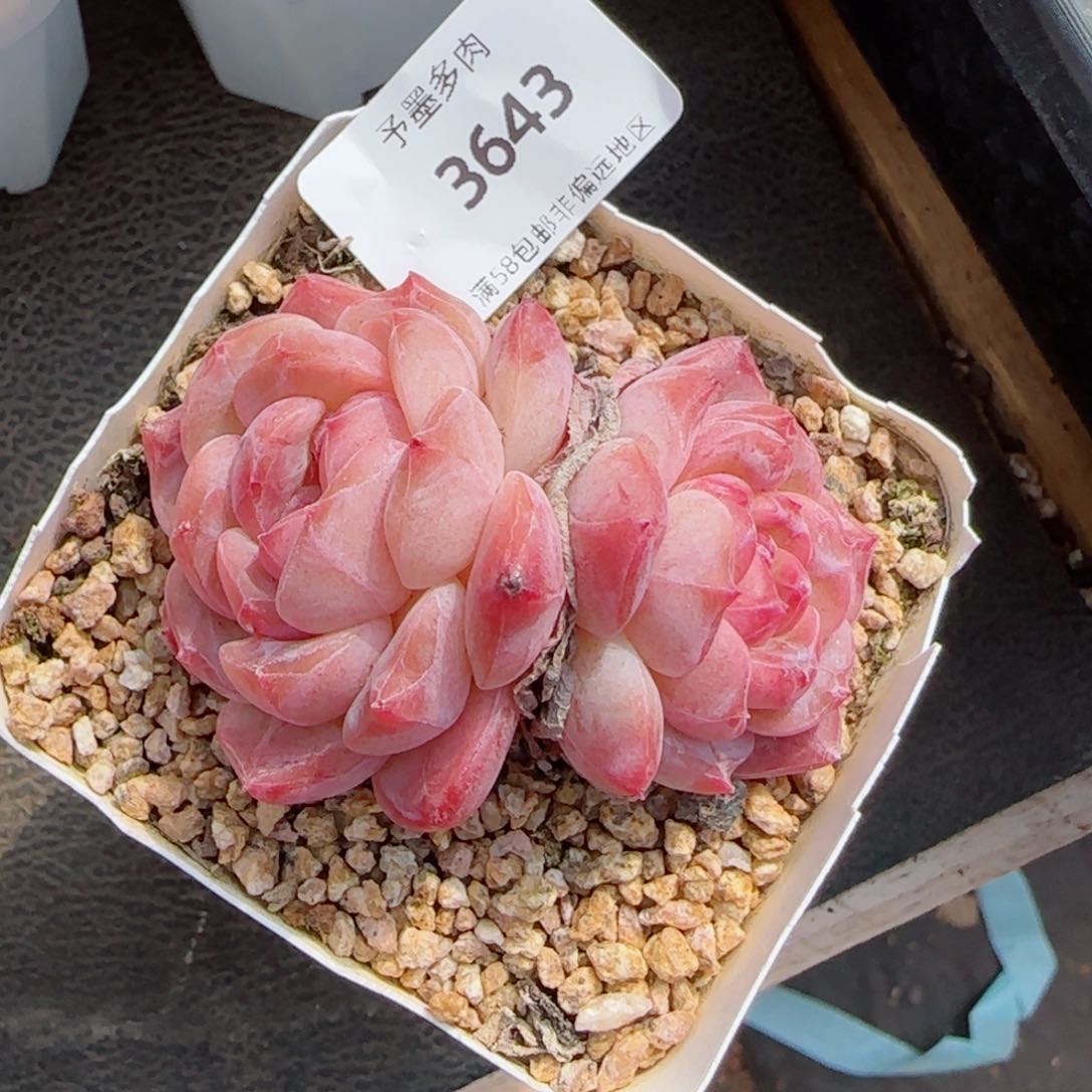 冰魄，3643多肉植物