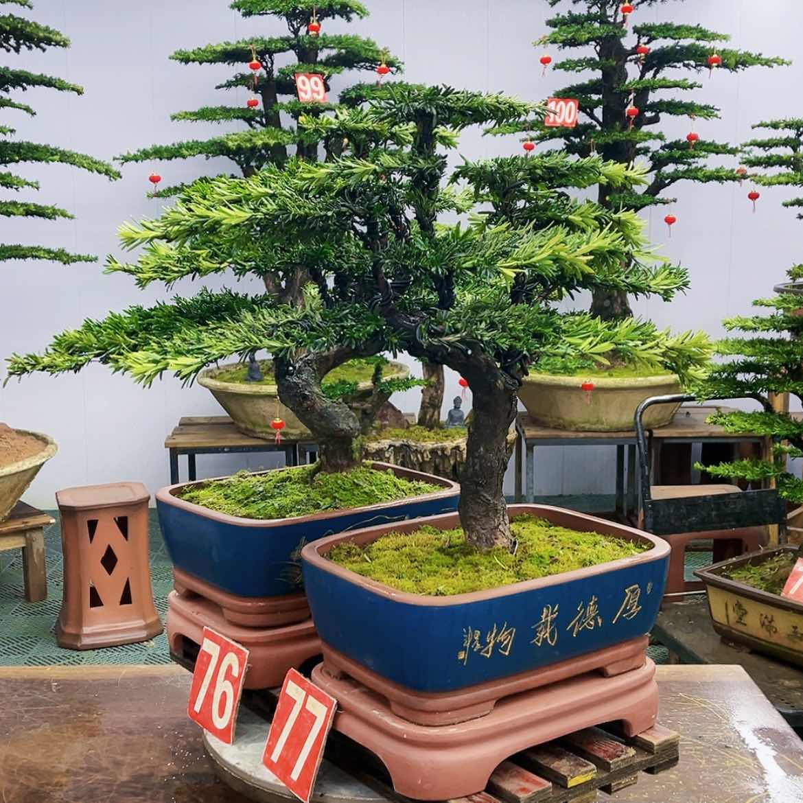 【闪购商品】罗汉松盆景作品欣赏等