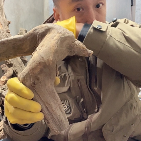 柏木蓬**馆崖柏毛料的