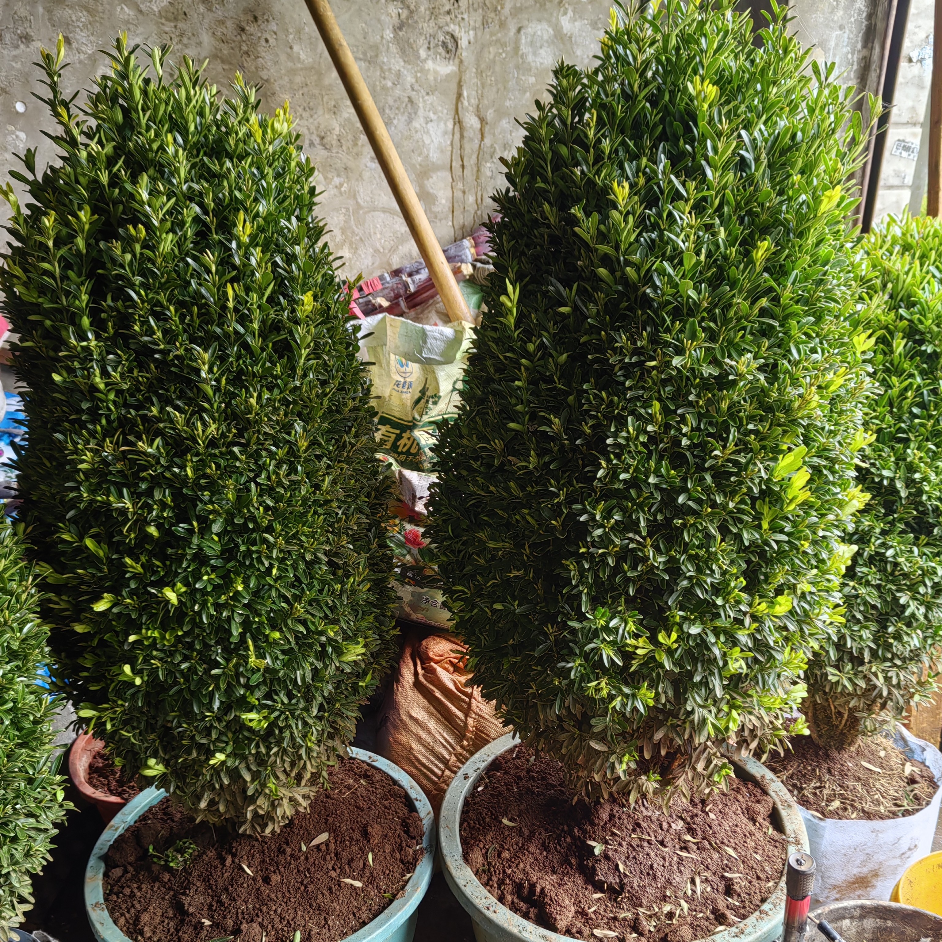 万年青，小叶黄杨