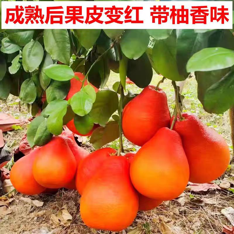 香水红柚子嫁接新品种暹罗红柚苗纯甜品种