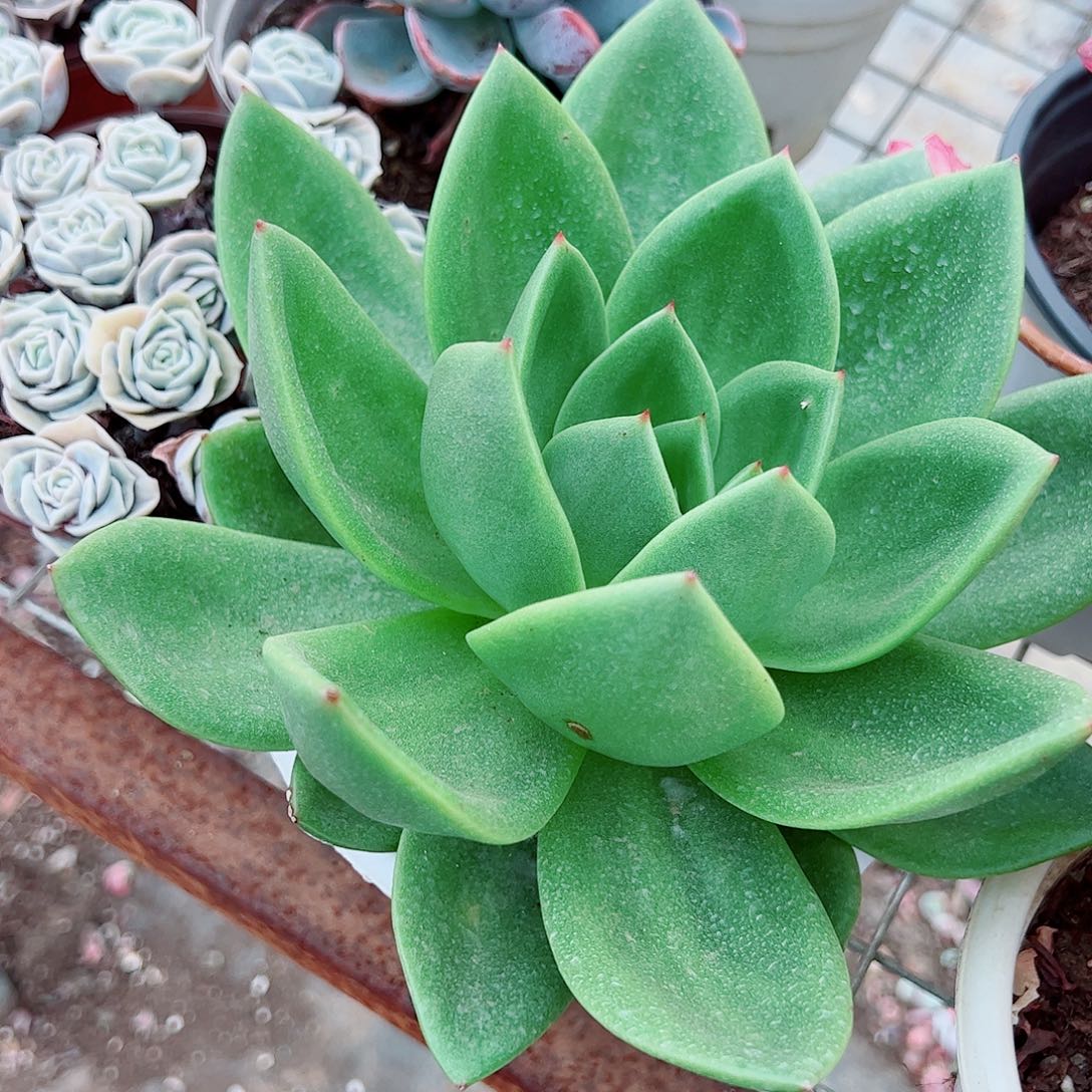 翠花大单头精品特价