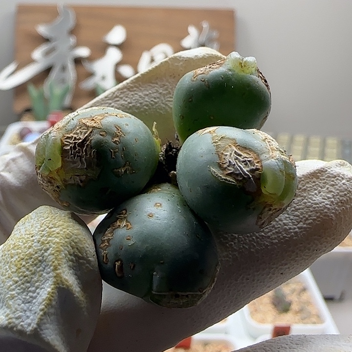 "***!11-18当天满38包邮玻尿酸海豚嘴拳拳1.8cm