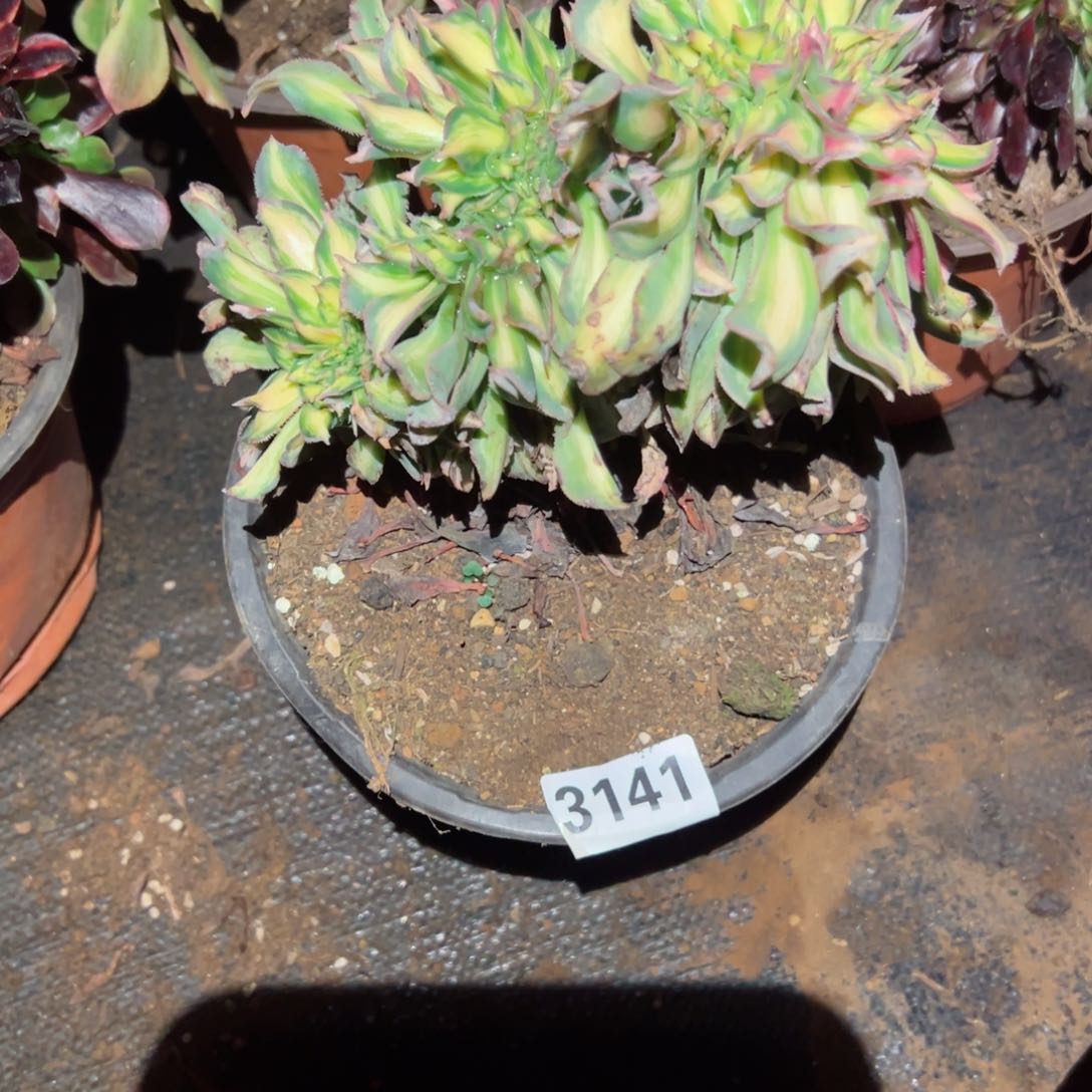 我3141 号多肉植物法师新年福利