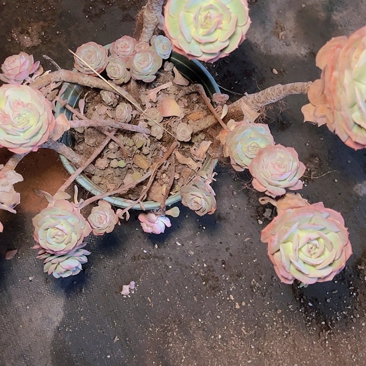现***这也不是我们说要结婚吗这