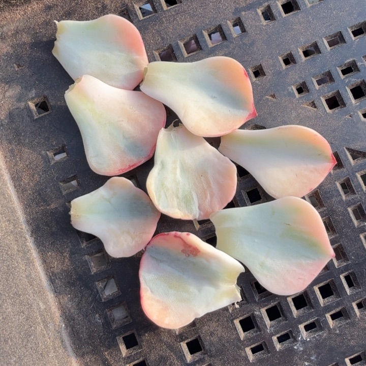 一组两片剑斯诺娃锦叶片