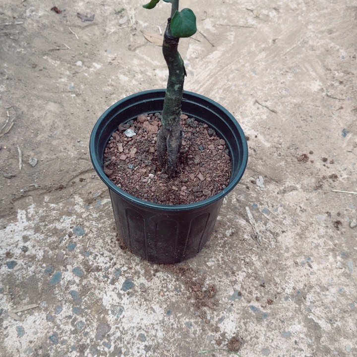 无花朵用****8金蛋子品种苗家嫁接