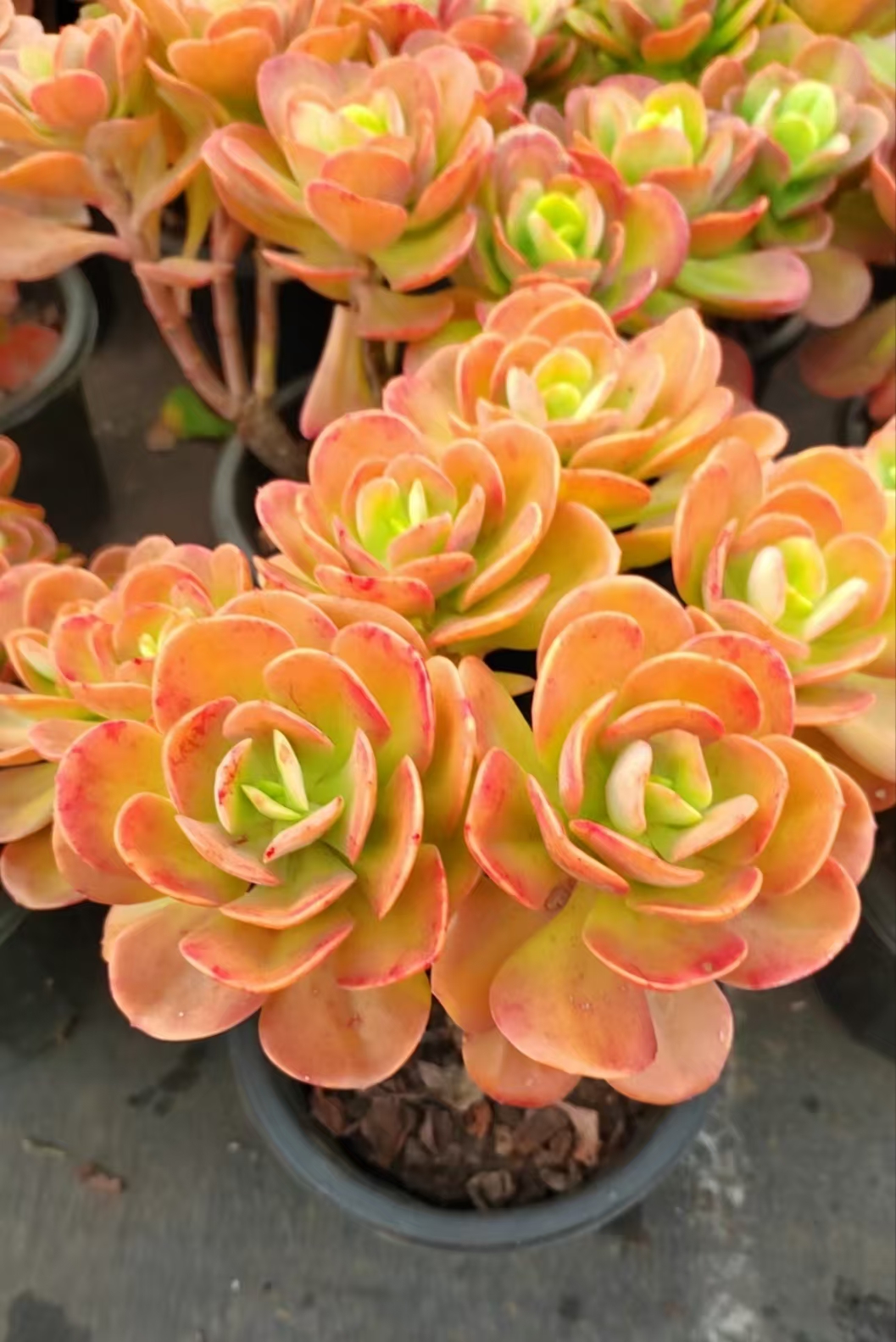 1号棚红梅 新手好养绿植园艺种植多肉办公室