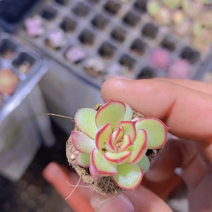 萤火虫【满10颗包邮】