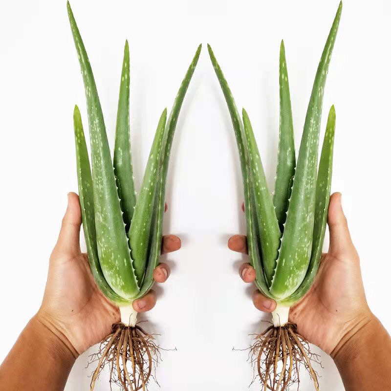 食用芦荟苗美容的库拉索芦荟盆栽吸附甲醛新鲜带根种植